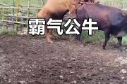 华体会国米赞助商-公牛冲击东部前列，猛龙如何拦阻？